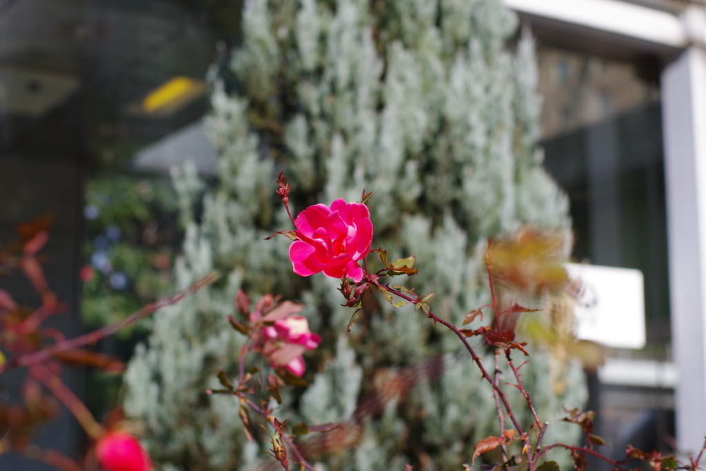 バラ_新宿中央公園