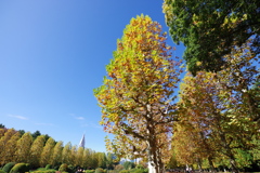 プラタナス並木_新宿御苑