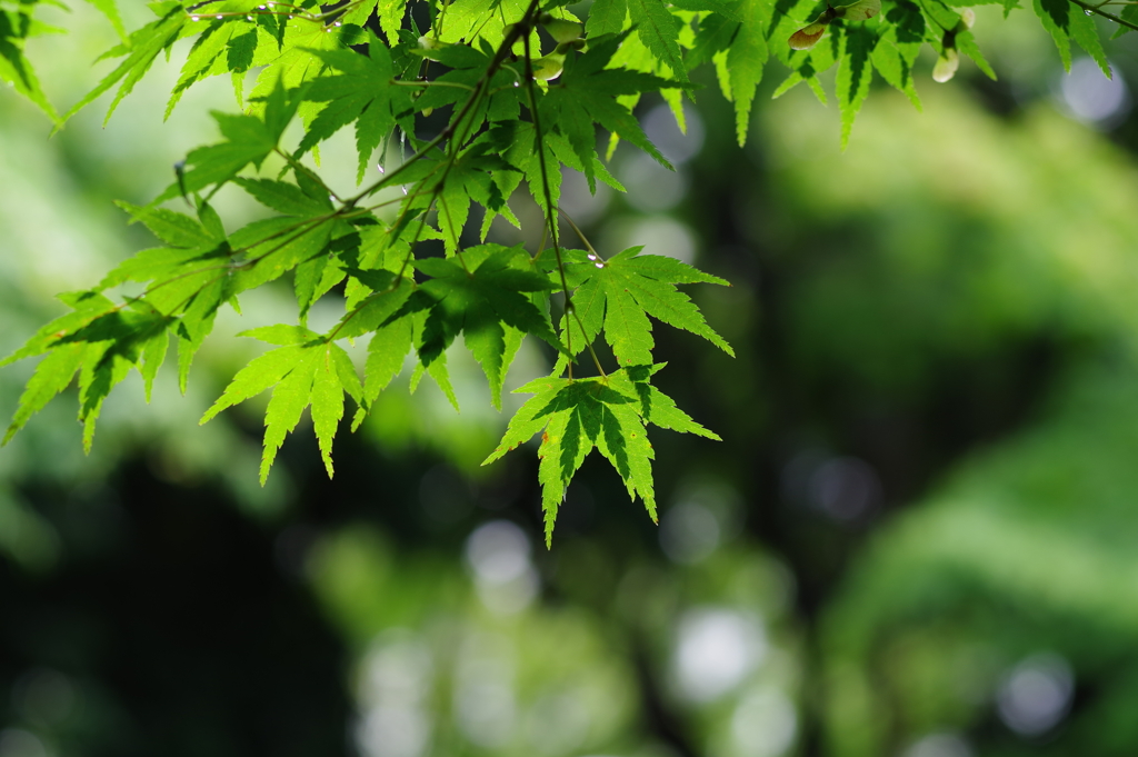 楓_紅葉山公園