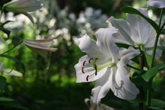 百合_日比谷公園