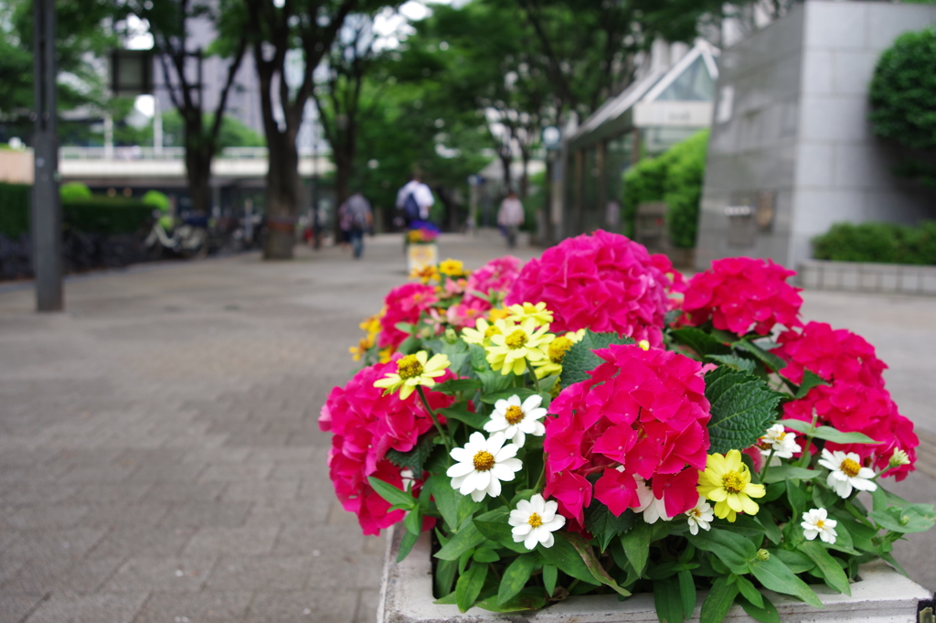 プランター_西新宿