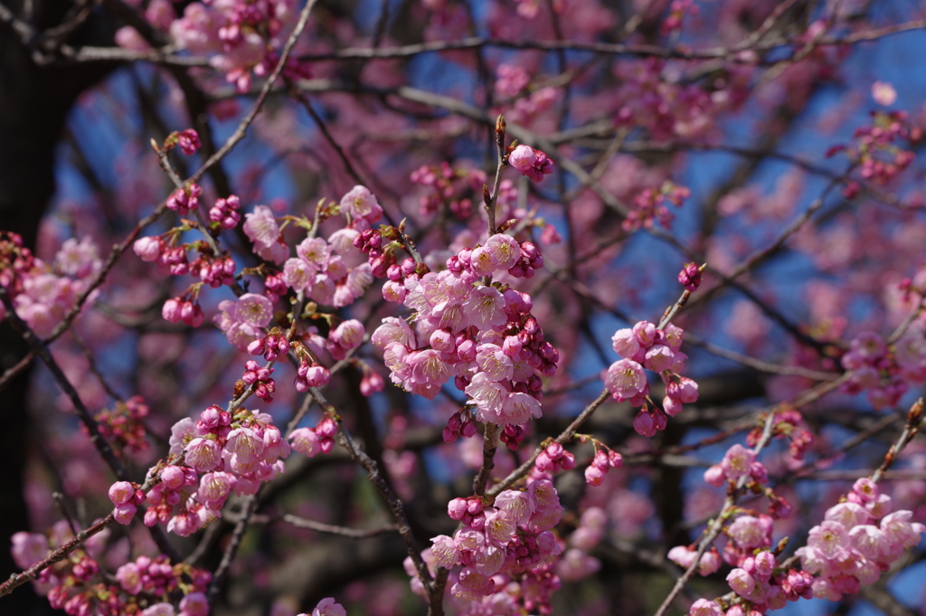 椿寒桜_皇居東御苑