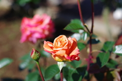 バラ_神代植物公園