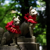 稲荷様の狐_新宿十二社熊野神社