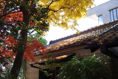 モミジ_林芙美子記念館
