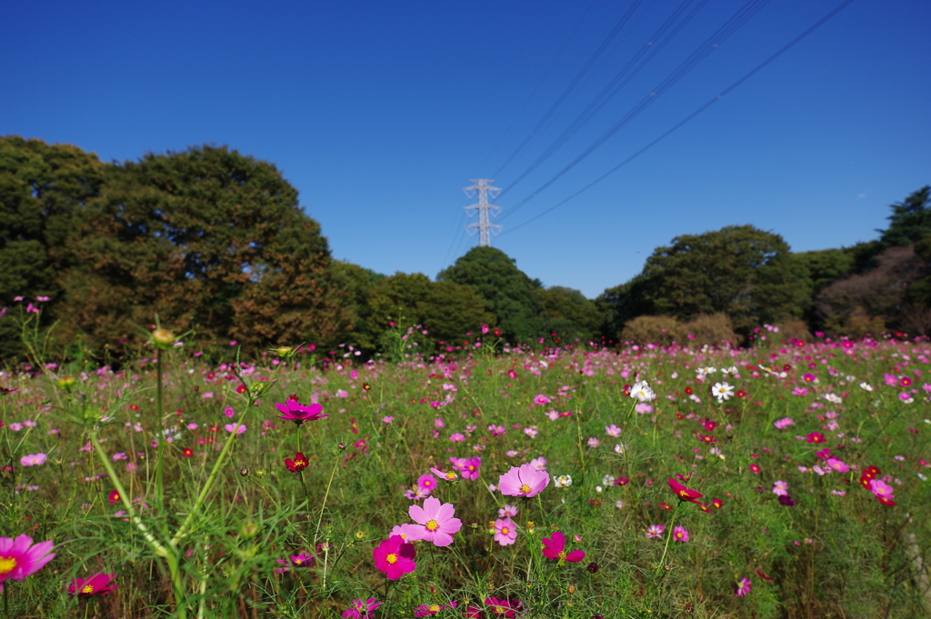 コスモス_小金井公園