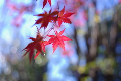 紅葉_高円寺