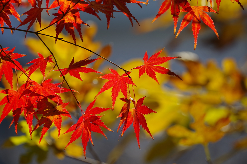 紅葉_紅葉山公園