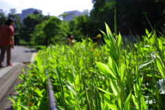 笹_日比谷公園