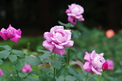 バラ_代々木公園