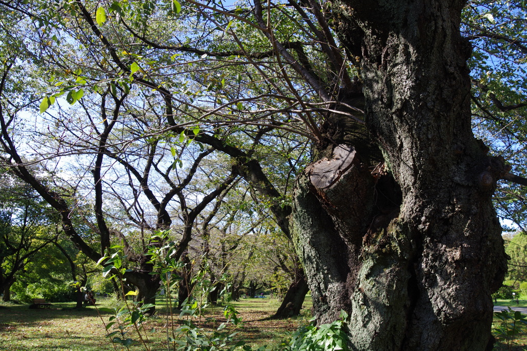 ソメイヨシノ_小石川植物園