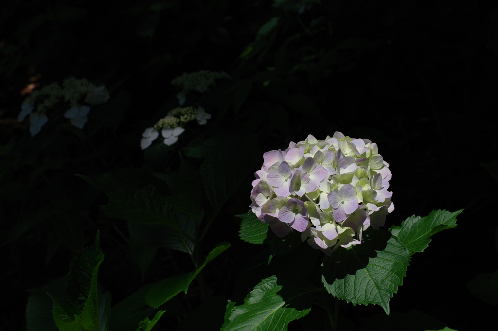 紫陽花_新宿中央公園