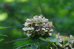 紫陽花_外濠公園