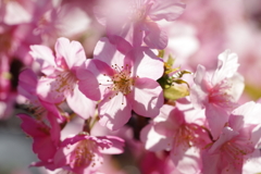 河津桜_新宿御苑