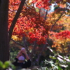 紅葉_昭和記念公園