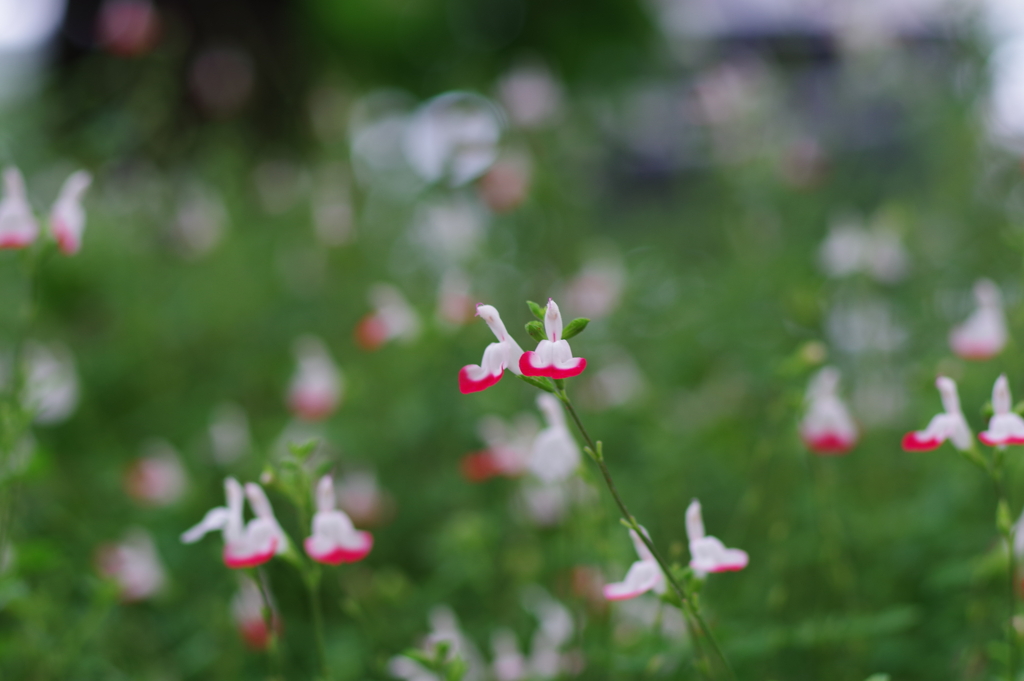 チェリーセージ_桃園川緑道