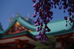 フジ_日枝神社