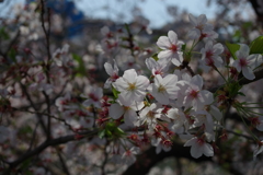 桜_外濠公園