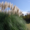 パンパスグラス_神代植物公園