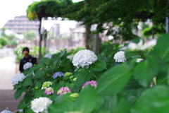 紫陽花_妙法寺