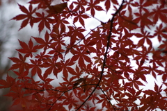 冬空紅葉_新宿御苑