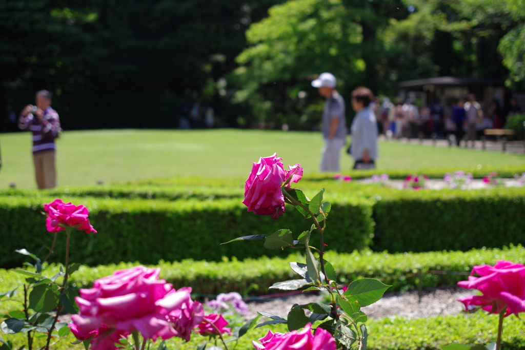 バラ_旧古河庭園