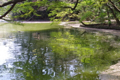 桜散り、萌ゆ_善福寺公園