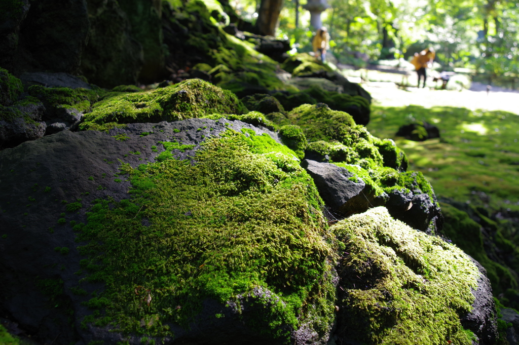 苔_旧古河庭園