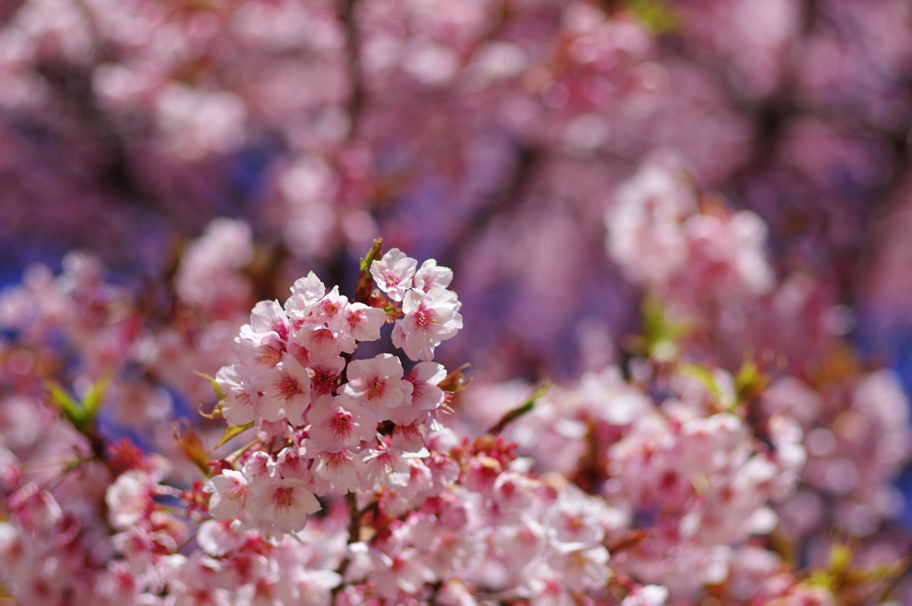 薩摩寒桜_新宿御苑