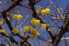 ソシンロウバイ_上野東照宮ぼたん苑