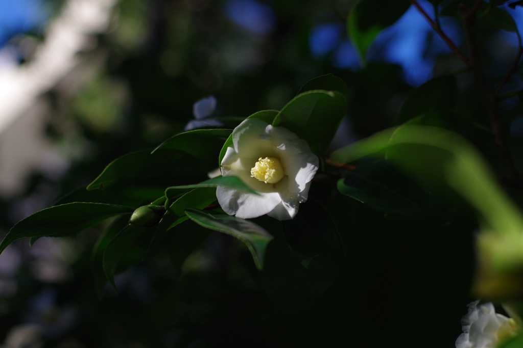 ワビスケ_林芙美子記念館