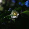 ワビスケ_林芙美子記念館