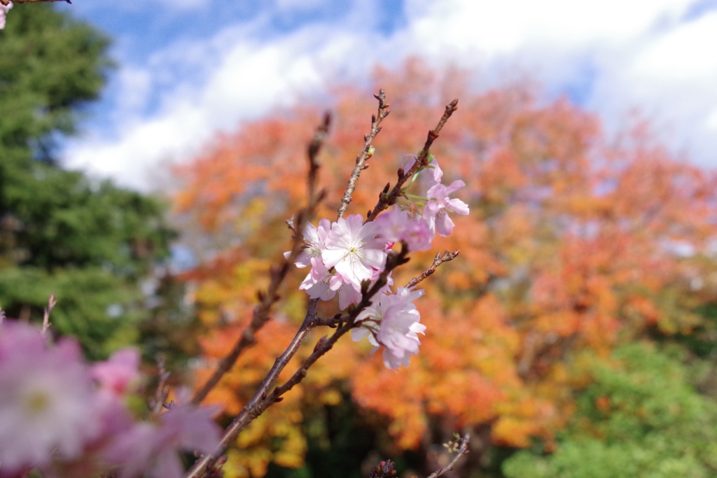 十月桜_新宿御苑