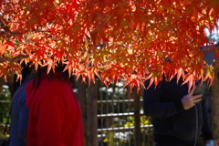 盆栽苑のモミジ_昭和記念公園