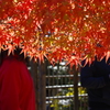 盆栽苑のモミジ_昭和記念公園