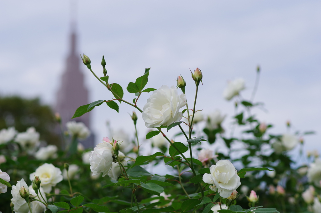 薔薇_新宿御苑