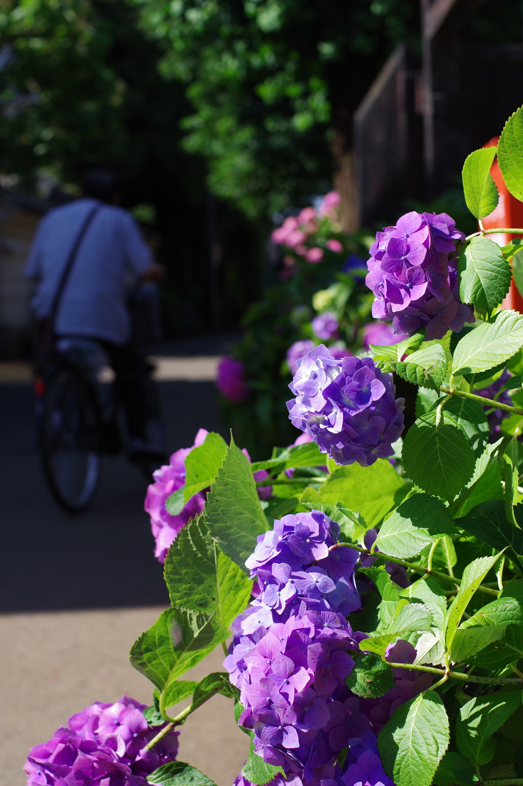 紫陽花_妙法寺