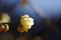 ソシンロウバイ_新宿御苑