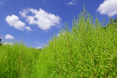 コキア_昭和記念公園