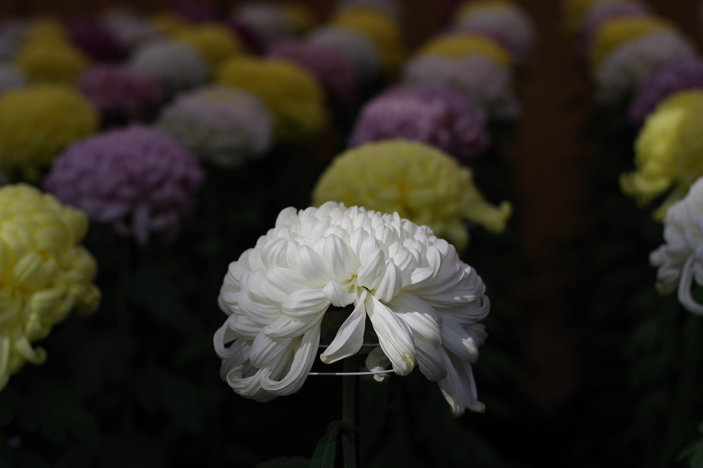 菊花壇展_新宿御苑