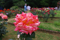 バラ_代々木公園