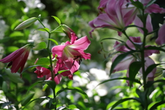 百合_日比谷公園