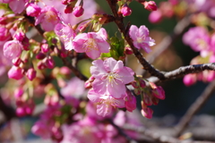 河津桜_新宿御苑