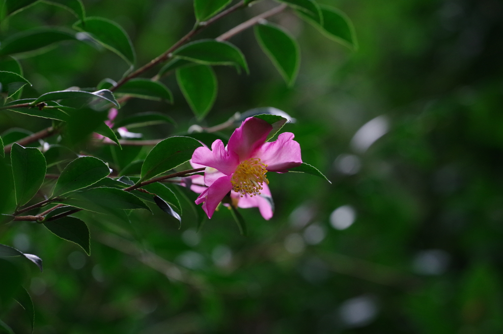 山茶花_新宿御苑