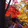 モミジ_昭和記念公園