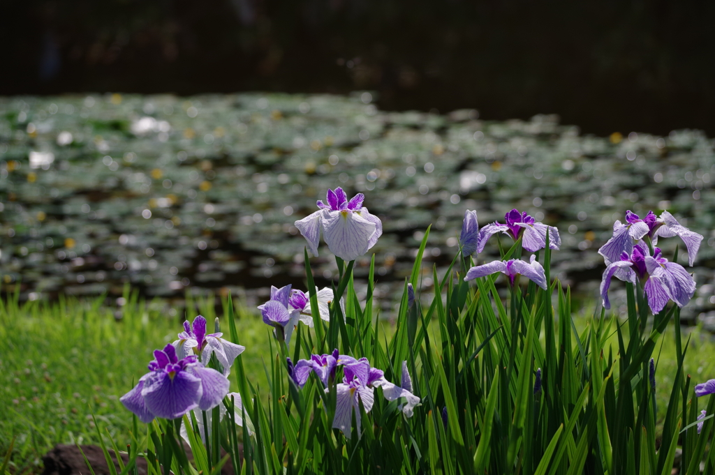 花菖蒲_二の丸庭園_皇居東御苑