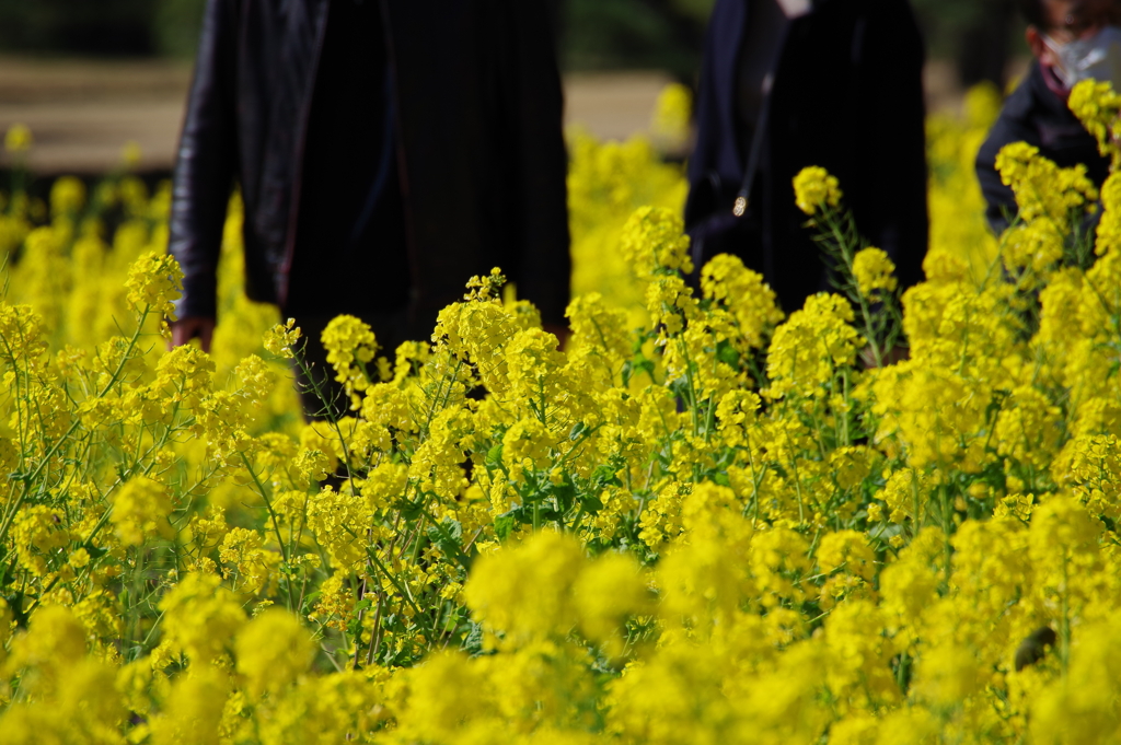 菜の花_浜離宮恩賜公園