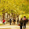 イチョウ並木_昭和記念公園