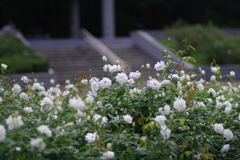 バラ_神代植物公園