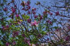 モクレン_千鳥ヶ淵緑道
